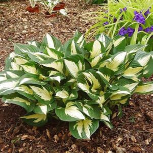 hosta-revolution