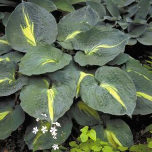hosta-thunderbold