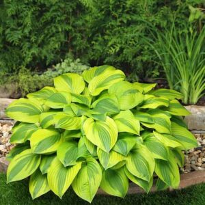 hosta-velvet-moon
