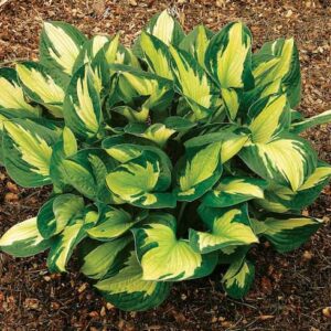 hosta-whirlwind