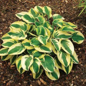 hosta-wide-brim