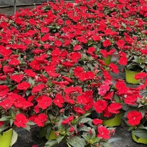 impatiens-nouvelle-guinee-sunpatiens-compact-rouge-red