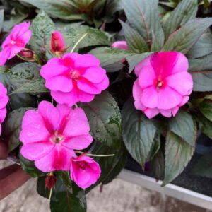 impatiens nouvelle-new-guinee-magnum-lavender-splash