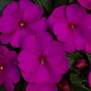 impatiens-nouvelle-new-guinee-sunpatiens-compact-purple