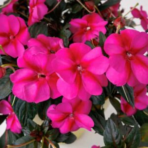 impatiens-nouvelle-new-guinee-sunpatiens-compact-purple-candy