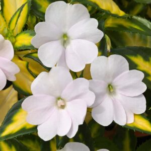 impatiens-nouvelle-new-guinee-sunpatiens-vigorous-blanc-white-panache-variegata