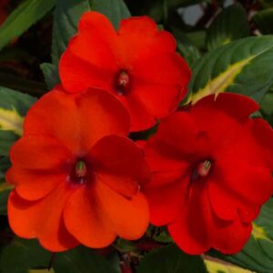 impatiens-nouvelle-new-guinee-sunpatiens-vigorous-tropical-orange-panache-variegata