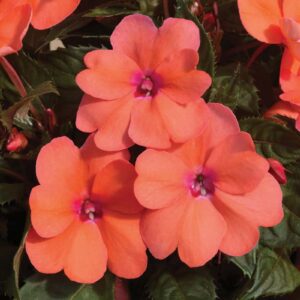 impatiens-nouvelle-new-guinee-sunspatiens-coral-rose