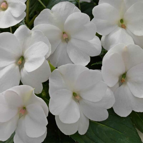 impatiens-x-hybrida-sunpatiens-blanc