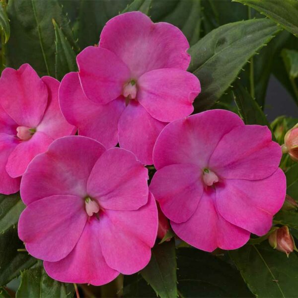 impatiens-x-hybrida-sunpatiens-lilas