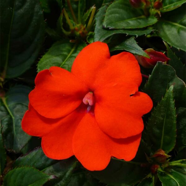 impatiens-x-hybrida-sunpatiens-orange-electric