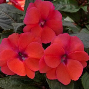 impatiens-x-hybrida-sunpatiens-rose-deep