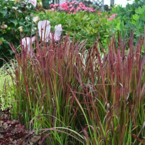 imperata-cylindrica-red-baron-grass-gramines