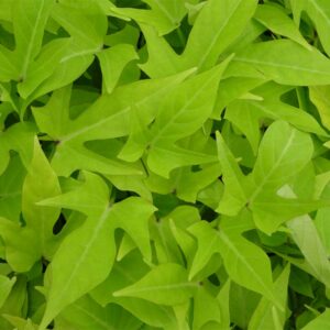 ipomoea-terrace-lime-marguerite