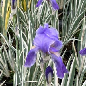 iris-pallida-albovariegata