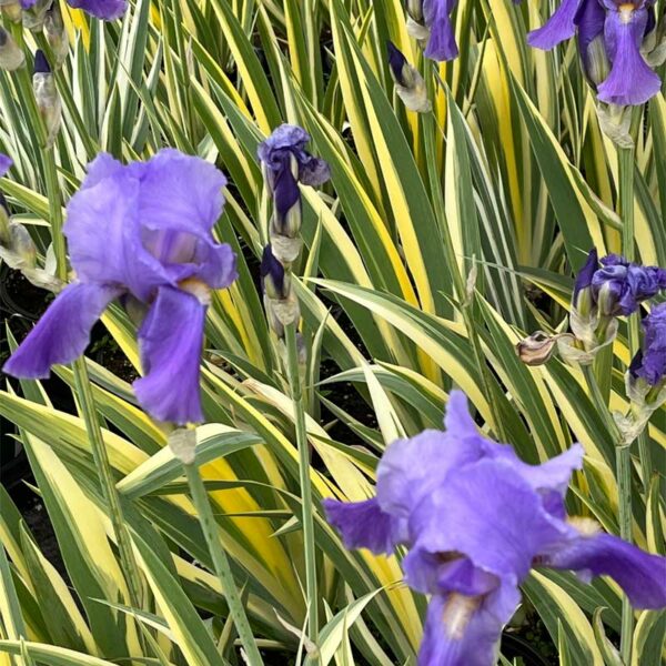 iris-pallida-aureavariegata-2