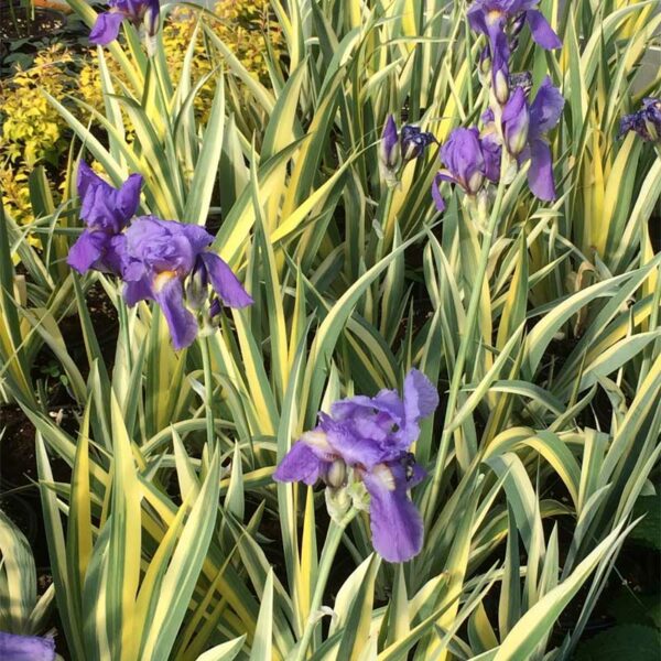 iris-pallida-aureavariegata-3