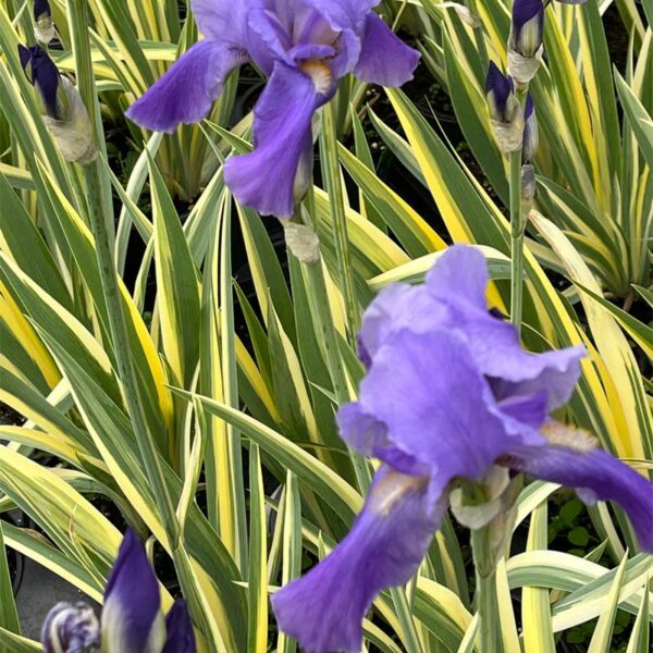 IRIS PALLIDA - Serres P.Brisebois & fils