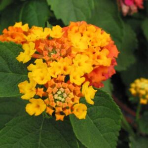 lantana-camara-havana-harvest-moon