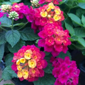 lantana-camara-havana-pink-sky