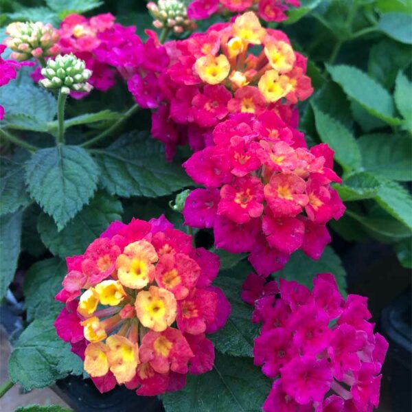 lantana-havana-cherry