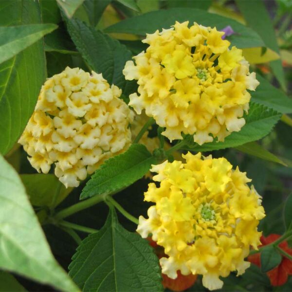 lantana-havana-jaune