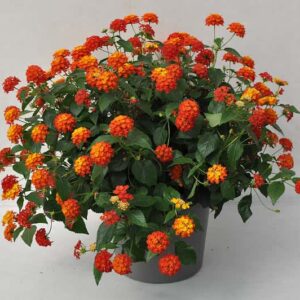 lantana-havana-rouge-red