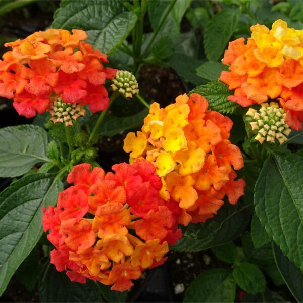 lantana-landmark-citrus