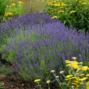 lavandula-ang-hidcote-blue