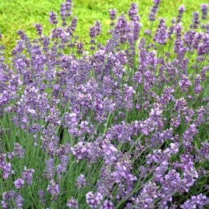 lavandula-munstead-lavande