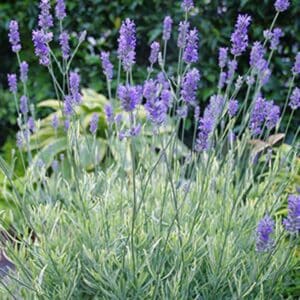 lavandula-platinum-blonde