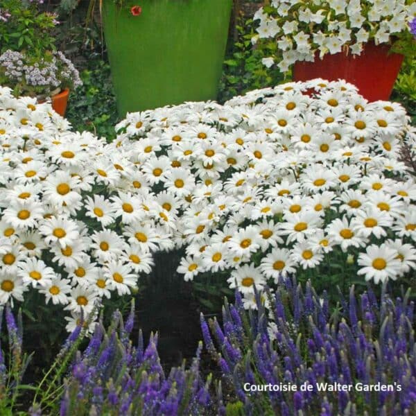 leucanthemum-daisy-may-pw