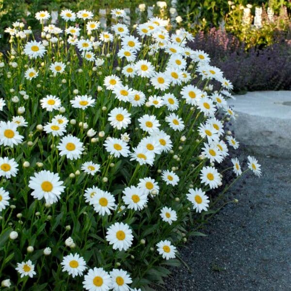 leucanthemum-superbum-becky-2