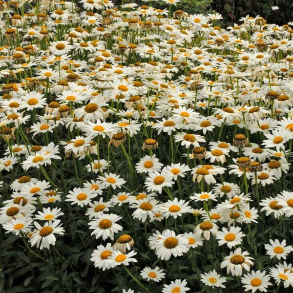 leucanthemum-superbum-becky