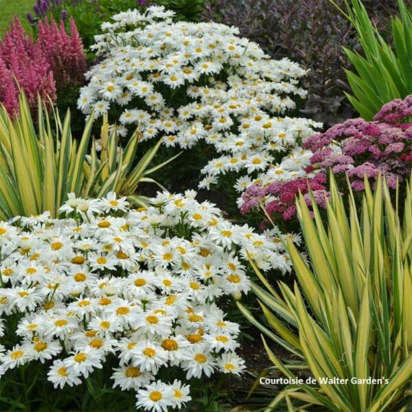 leucanthemum-whoops-a-daisy