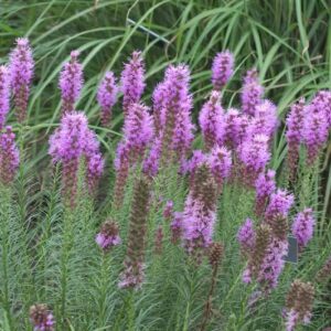 liatris-floristan-violet-serresbrisebois