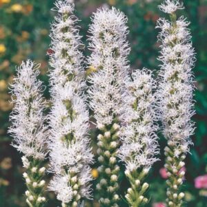 liatris-spicata-alba-blanc