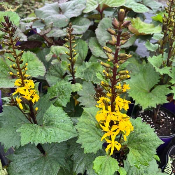 ligularia-little-rocket