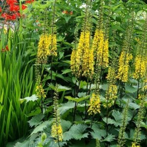 ligularia-steno-the-rocket