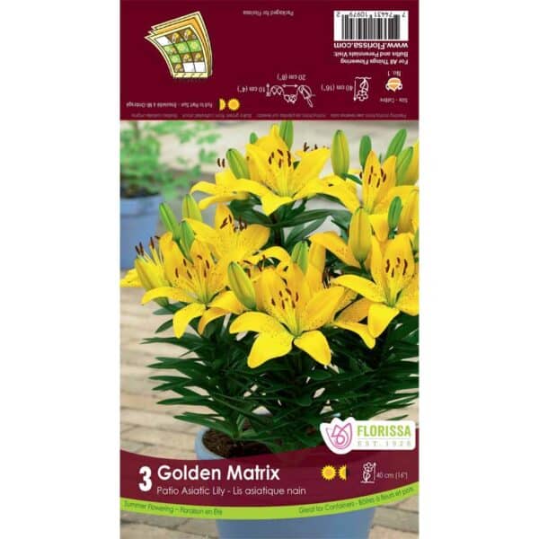 lilium-asiatic-golden-matrix