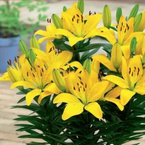 lilium-asiatic-lily-lys-golden-matrix