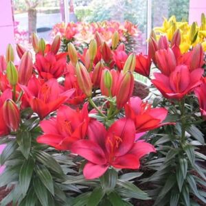 lilium-asiatic-lily-lys-looks-tiny-rocket