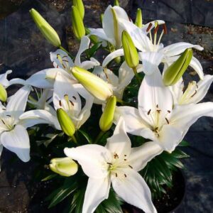 lilium-asiatic-lily-lys-tiny-crystal-blanc