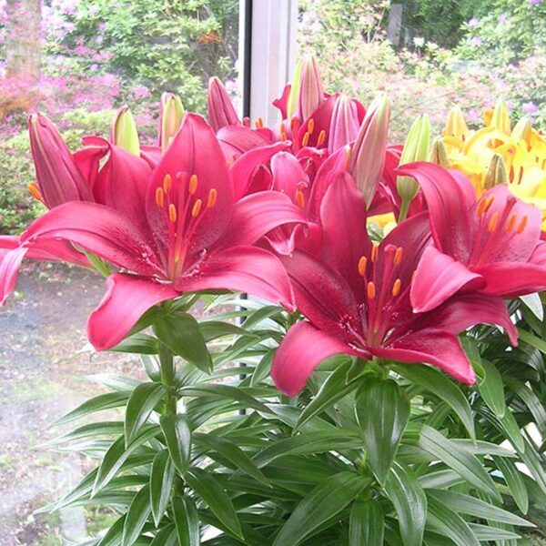 lilium-asiatic-tiny-ghost