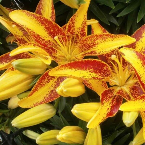 lilium-asiatic-tiny-orange-sensation