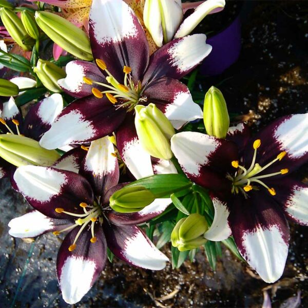 lilium-asiatic-tiny-padhye