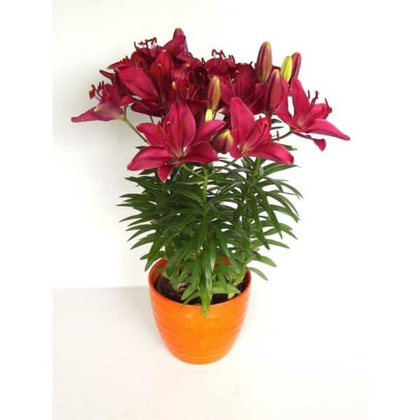 lilium-fantasiatic-raspberry