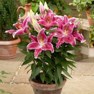lilium-oriental-after-eight