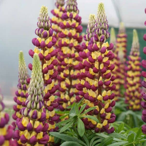 lupins-westcountry-manhattan-lights-2