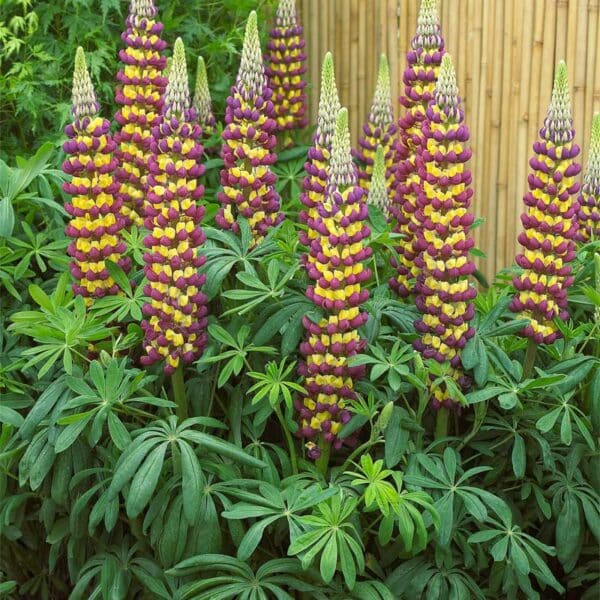 lupins-westcountry-manhattan-lights